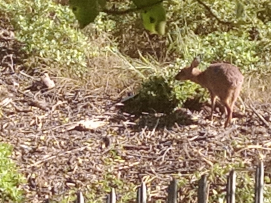 Commercial Property for Sale in Paradise Beach Eastern Cape